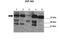 Zinc Finger Protein 282 antibody, PA5-41464, Invitrogen Antibodies, Western Blot image 