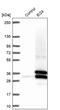 Etoposide-induced protein 2.4 homolog antibody, PA5-61453, Invitrogen Antibodies, Western Blot image 