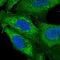 Zinc Finger Protein 2 antibody, HPA041358, Atlas Antibodies, Immunofluorescence image 