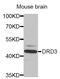 Dopamine Receptor D3 antibody, orb167107, Biorbyt, Western Blot image 