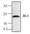 Transmembrane BAX Inhibitor Motif Containing 6 antibody, GTX59681, GeneTex, Western Blot image 
