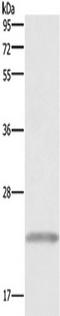 Growth Hormone 1 antibody, TA351214, Origene, Western Blot image 