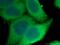 Heat shock protein beta-1 antibody, 18284-1-AP, Proteintech Group, Immunofluorescence image 