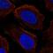 Proline Rich Transmembrane Protein 2 antibody, HPA019203, Atlas Antibodies, Immunofluorescence image 