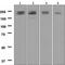 Low-density lipoprotein receptor-related protein 6 antibody, ab134146, Abcam, Western Blot image 