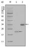 LPA antibody, AM06297SU-N, Origene, Western Blot image 