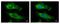 Ribosomal Protein S10 antibody, GTX101836, GeneTex, Immunofluorescence image 