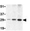 BCL2 Related Protein A1 antibody, ab45413, Abcam, Western Blot image 