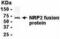 Neuropilin 2 antibody, XW-7850, ProSci, Western Blot image 
