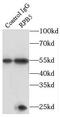 DNA-directed RNA polymerases I, II, and III subunit RPABC1 antibody, FNab07399, FineTest, Immunoprecipitation image 
