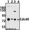 Cell Division Cycle 40 antibody, A07786S209, Boster Biological Technology, Western Blot image 