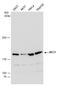 Replication factor C subunit 1 antibody, GTX129292, GeneTex, Western Blot image 