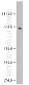 CNKSR Family Member 3 antibody, 14084-1-AP, Proteintech Group, Western Blot image 