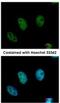 Chromodomain Y-like protein antibody, NBP2-15851, Novus Biologicals, Immunocytochemistry image 