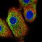C16orf95 antibody, HPA067924, Atlas Antibodies, Immunocytochemistry image 