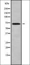 CDC42 Effector Protein 1 antibody, orb338152, Biorbyt, Western Blot image 