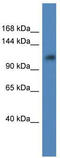 Ankyrin Repeat Domain 27 antibody, TA342941, Origene, Western Blot image 