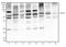 Eukaryotic Translation Initiation Factor 2A antibody, TA337129, Origene, Western Blot image 