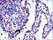 Jun Proto-Oncogene, AP-1 Transcription Factor Subunit antibody, MA5-15881, Invitrogen Antibodies, Immunohistochemistry frozen image 