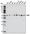 Mitochondrial Calcium Uptake 1 antibody, orb323178, Biorbyt, Western Blot image 