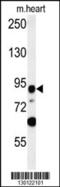 Leucine Rich Repeat Containing 36 antibody, 55-318, ProSci, Western Blot image 