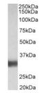 Surfactant Protein A1 antibody, orb12372, Biorbyt, Western Blot image 