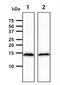 CDGSH Iron Sulfur Domain 1 antibody, NBP2-22567, Novus Biologicals, Western Blot image 