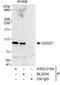 DEAD-Box Helicase 27 antibody, A302-216A, Bethyl Labs, Immunoprecipitation image 