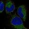VIP peptides antibody, HPA072701, Atlas Antibodies, Immunofluorescence image 