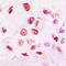 Histone Deacetylase 9 antibody, LS-C353208, Lifespan Biosciences, Immunohistochemistry frozen image 