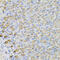 Lactate Dehydrogenase B antibody, 23-061, ProSci, Immunohistochemistry paraffin image 
