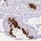 Protamine 2 antibody, NBP2-31637, Novus Biologicals, Immunohistochemistry paraffin image 