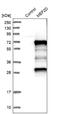 Myocyte Enhancer Factor 2D antibody, NBP1-85795, Novus Biologicals, Western Blot image 