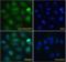 Rac GTPase-activating protein 1 antibody, orb18360, Biorbyt, Immunofluorescence image 