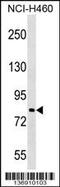 Praja Ring Finger Ubiquitin Ligase 2 antibody, 59-035, ProSci, Western Blot image 