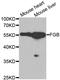 Fibrinogen Beta Chain antibody, A1401, ABclonal Technology, Western Blot image 