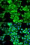 Caldesmon 1 antibody, orb167280, Biorbyt, Immunofluorescence image 