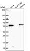 Coiled-coil domain-containing protein 65 antibody, NBP2-56860, Novus Biologicals, Western Blot image 