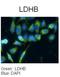 Lactate Dehydrogenase B antibody, orb325389, Biorbyt, Immunohistochemistry paraffin image 
