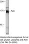 Axin 1 antibody, 34-5900, Invitrogen Antibodies, Western Blot image 