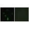 Glycerate Kinase antibody, A12308, Boster Biological Technology, Immunofluorescence image 