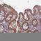 Family With Sequence Similarity 98 Member C antibody, HPA041730, Atlas Antibodies, Immunohistochemistry paraffin image 