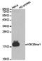 Histone Cluster 3 H3 antibody, MBS9413374, MyBioSource, Western Blot image 