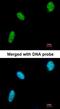 Prolylcarboxypeptidase antibody, orb13658, Biorbyt, Immunofluorescence image 