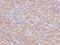 Acetoacetyl-CoA Synthetase antibody, 200393-T10, Sino Biological, Immunohistochemistry frozen image 