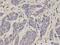 Large proline-rich protein BAG6 antibody, orb167150, Biorbyt, Immunohistochemistry paraffin image 