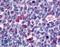 Probable G-protein coupled receptor 146 antibody, LS-A1986, Lifespan Biosciences, Immunohistochemistry paraffin image 
