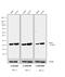 Mouse IgG antibody, 31802, Invitrogen Antibodies, Western Blot image 