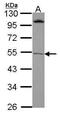 RAR Related Orphan Receptor B antibody, PA5-28742, Invitrogen Antibodies, Western Blot image 