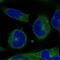 Erythroferrone antibody, NBP2-57732, Novus Biologicals, Immunofluorescence image 